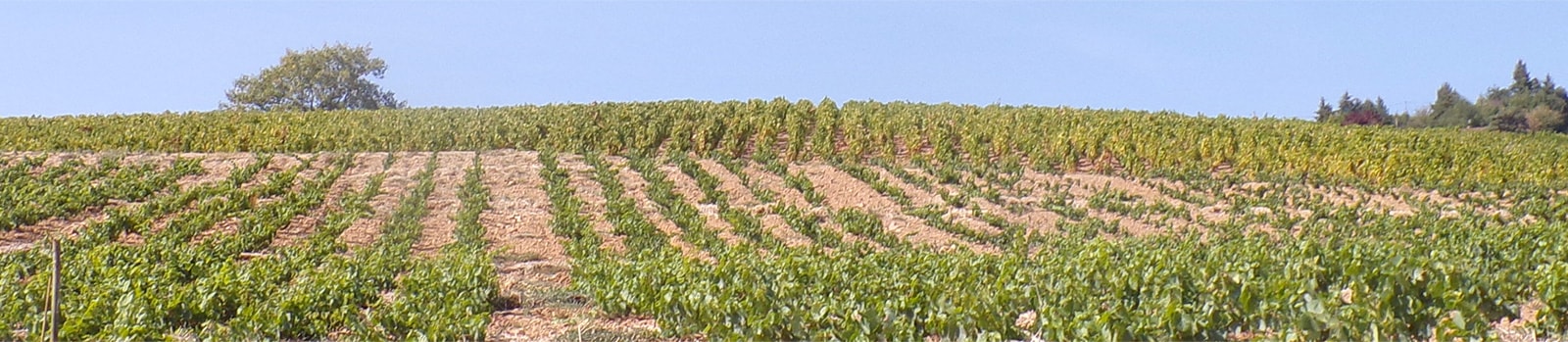 The expression of the <i>terroirs</i> - The Pascal & Jean-Philippe Granger Estate
