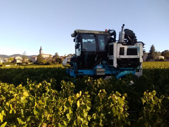 Vendanges 2019