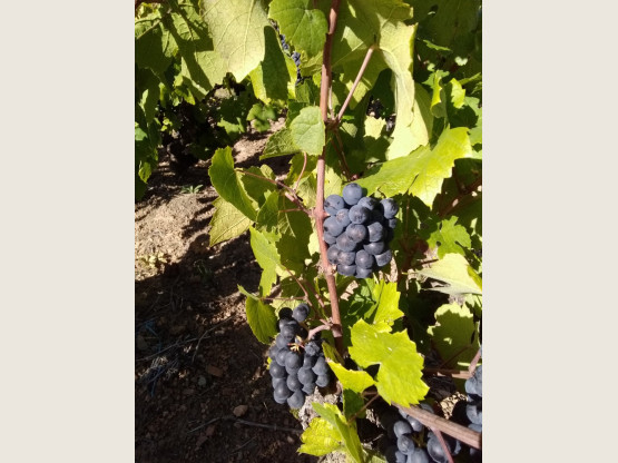 Vendanges 2019