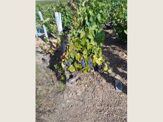 Vendanges 2019