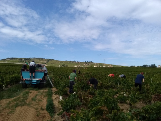Vendanges 2019