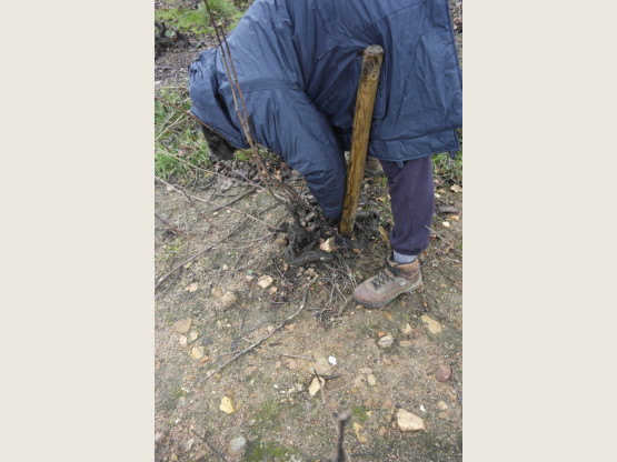 Travail de la Vigne