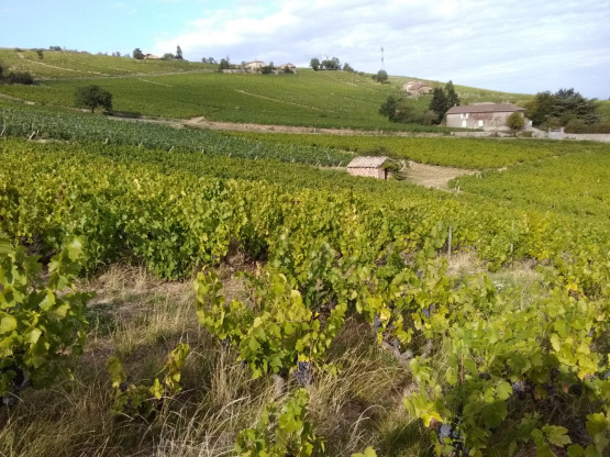 Vendanges 2019