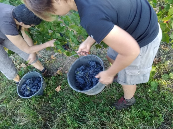 Vendanges 2019