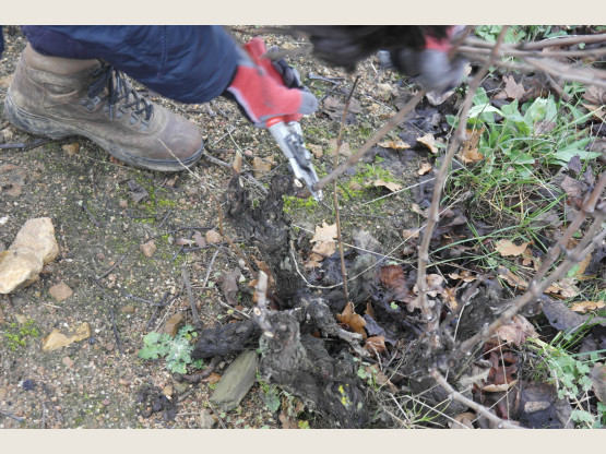 Travail de la Vigne