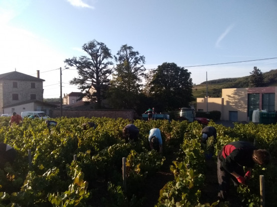 Vendanges 2019