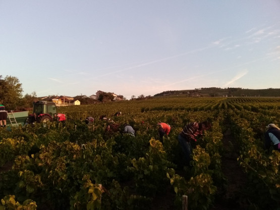 Vendanges 2019