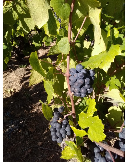 Vendanges 2019