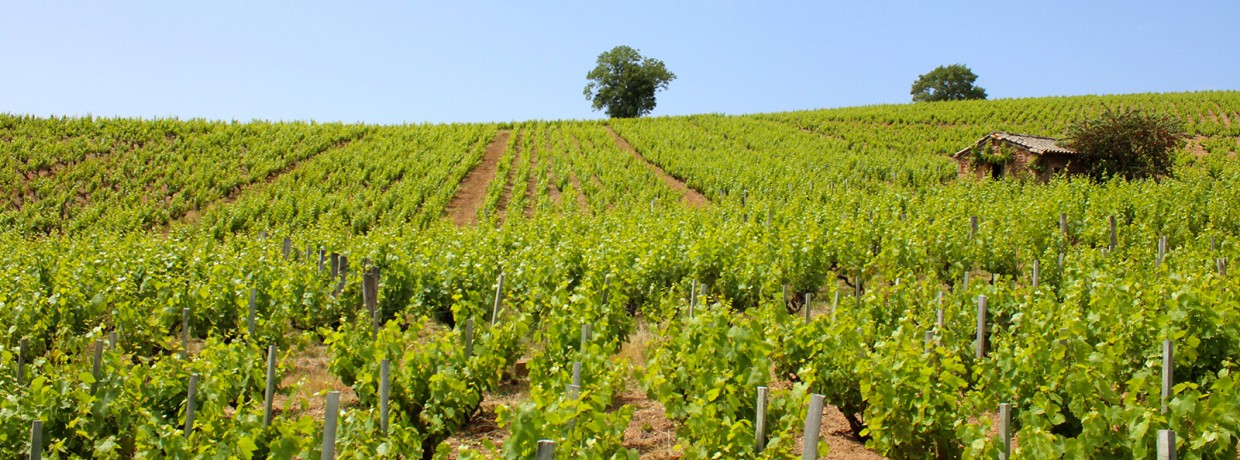 Vignerons de père en fils