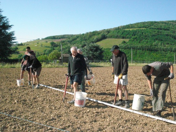 The restructuring of the vineyard starts with planting 0.30&bnsp;ha of Juliénas trained in cordons.