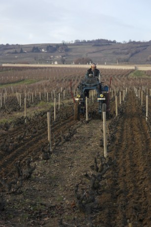 L’exploitation est complètement restructurée avec l’arrachage du neuvième rang sur toutes les parcelles pour pouvoir passer avec le tracteur vigneron que l’EARL vient d’acheter