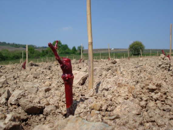 They set up the company EARL PASCAL GRANGER. The business expands regularly, buying new vineyards, new tenancies and share-cropping, along with planting new root stocks to replace old vines.