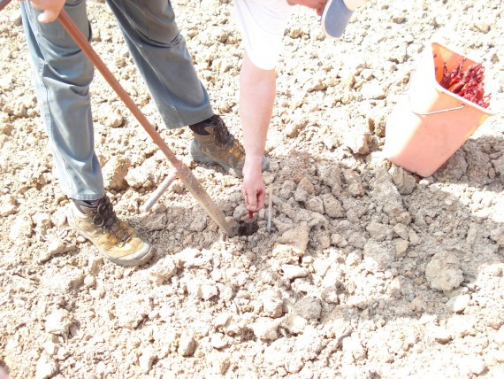 The restructuring of the vineyard starts with planting 0.30&bnsp;ha of Juliénas trained in cordons.