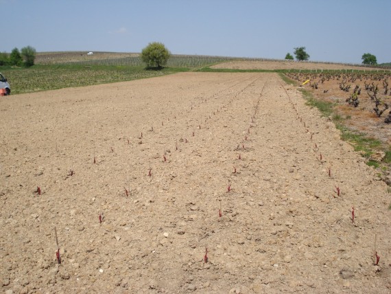 They set up the company EARL PASCAL GRANGER. The business expands regularly, buying new vineyards, new tenancies and share-cropping, along with planting new root stocks to replace old vines.